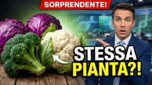 Molti non lo sanno, ma cavolfiore, broccoli e cavolo sono in realtà diverse varietà della stessa pianta